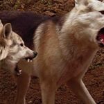 Carlos & Jason Sanchez